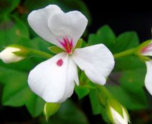 White and pink flower